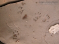 Western Gray Squirrel Tracks