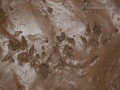Western Gray Squirrel Tracks