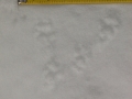 Western Gray Squirrel Tracks