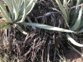 White-throated Woodrat Nest