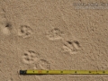 White-throated Woodrat Tracks