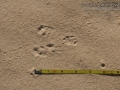 White-throated Woodrat Tracks