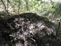 Woodrat Nest