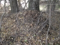 Woodrat Nest
