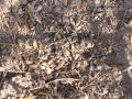 Woodrat Scat
