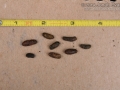 Woodrat Scat