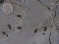 Woodrat Teething in Mud
