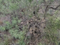 Woodrat Nest