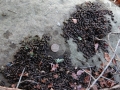 Woodrat Scat
