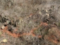 Woodrat Sign