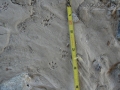 Woodrat Tracks