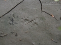 Woodrat Tracks
