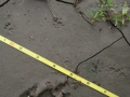 Woodrat Tracks