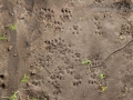 Woodrat Tracks