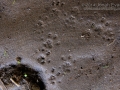 Woodrat Tracks