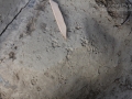 Woodrat Tracks
