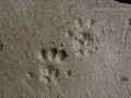 Woodrat Tracks