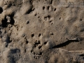 Woodrat Tracks
