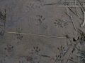Woodrat Tracks