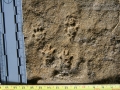 Woodrat Tracks