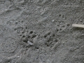 Woodrat Tracks