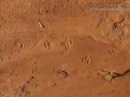 Woodrat Tracks