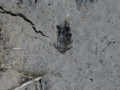 Wyoming Ground Squirrel Tracks