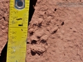 Wyoming Ground Squirrel Tracks