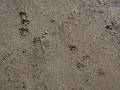 Yellow-bellied Marmot Tracks