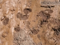 Hog-nosed Skunk Tracks
