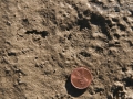 Hog-nosed Skunk Tracks