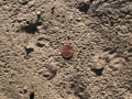 Hog-nosed Skunk Tracks