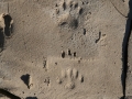 Hog-nosed Skunk Tracks