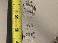 Hog-nosed Skunk Tracks