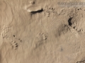 Hog-nosed Skunk Tracks