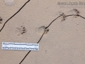 Hog-nosed Skunk Tracks