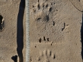 Hog-nosed Skunk Tracks