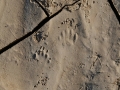 Hog-nosed Skunk Tracks