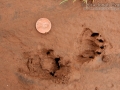 Hog-nosed Skunk Tracks