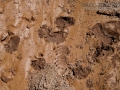 Hog-nosed Skunk Tracks