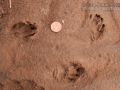 Hog-nosed Skunk Tracks