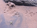 Spotted Skunk Tracks