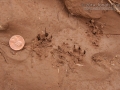 Spotted Skunk Tracks