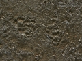 Spotted Skunk Tracks