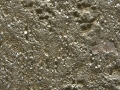 Spotted Skunk Tracks