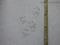 Spotted Skunk Tracks