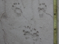 Spotted Skunk Tracks