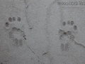Spotted Skunk Tracks