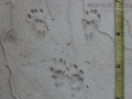Spotted Skunk Tracks
