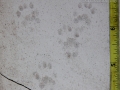 Spotted Skunk Tracks